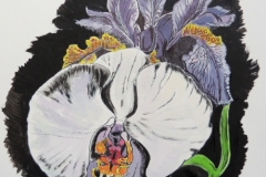 Iris and Orchid
