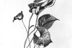 Anthurium