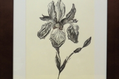 Iris Framed